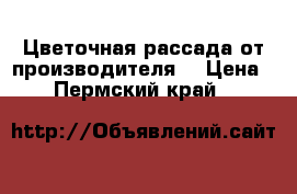 Цветочная рассада от производителя. › Цена ­ 28 - Пермский край  »    